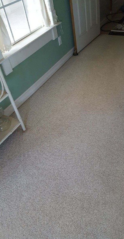 The same carpet after hot-water extraction, even and stain-free