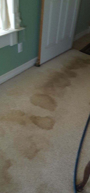 Beige carpet with large dark stains along a walkway, before cleaning